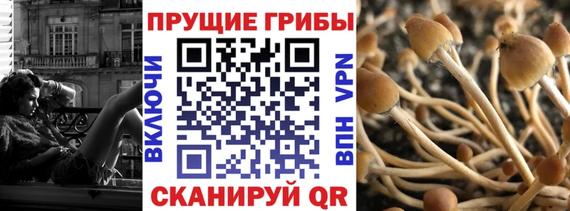 Псилоцибиновые грибы GOLDEN TEACHER  Купить закладки  Зуевка 